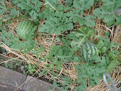 DSC03426.JPG